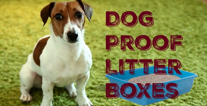 dog proof litter boxes